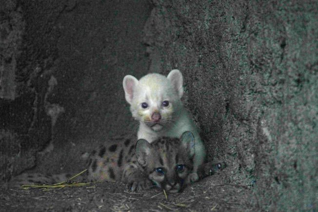 GossipRoomOff's tweet photo. 🚨 Un puma albinos est né dans un zoo du Nicaragua, où il est encore protégé du regard des visiteurs, a annoncé le parc animalier.

"Nous prenons toutes les mesures pour qu’il soit dans le meilleur état de santé possible au côté de sa mère" a indiqué le vétérinaire du zoo. C’est une naissance extrêmement rare ! 🇳🇮🤍 (via 20minutes)