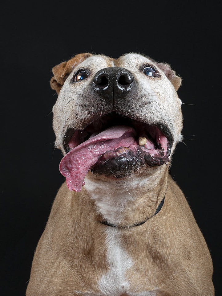 SOS Abuelos tweet media