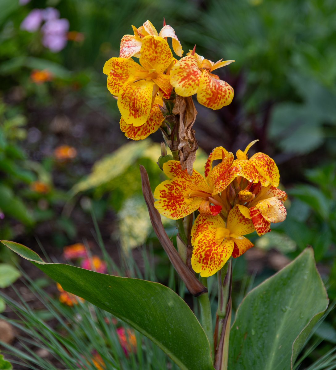 WellensRog's tweet image. Flowers