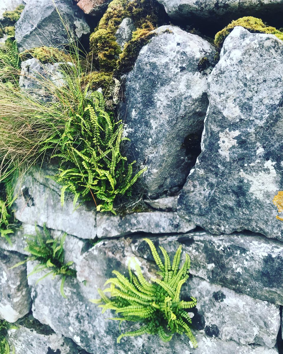 The dry limestone walls of the Burren have created a unique ecosystem. They provide a home to many plants, insects, birds and even animals. Here we see a beautiful maidenhair spleenwort fern thriving in its rich limestone habitat.  Hire an <a href="/e_whizz/">E-Whizz</a> electric bike rental