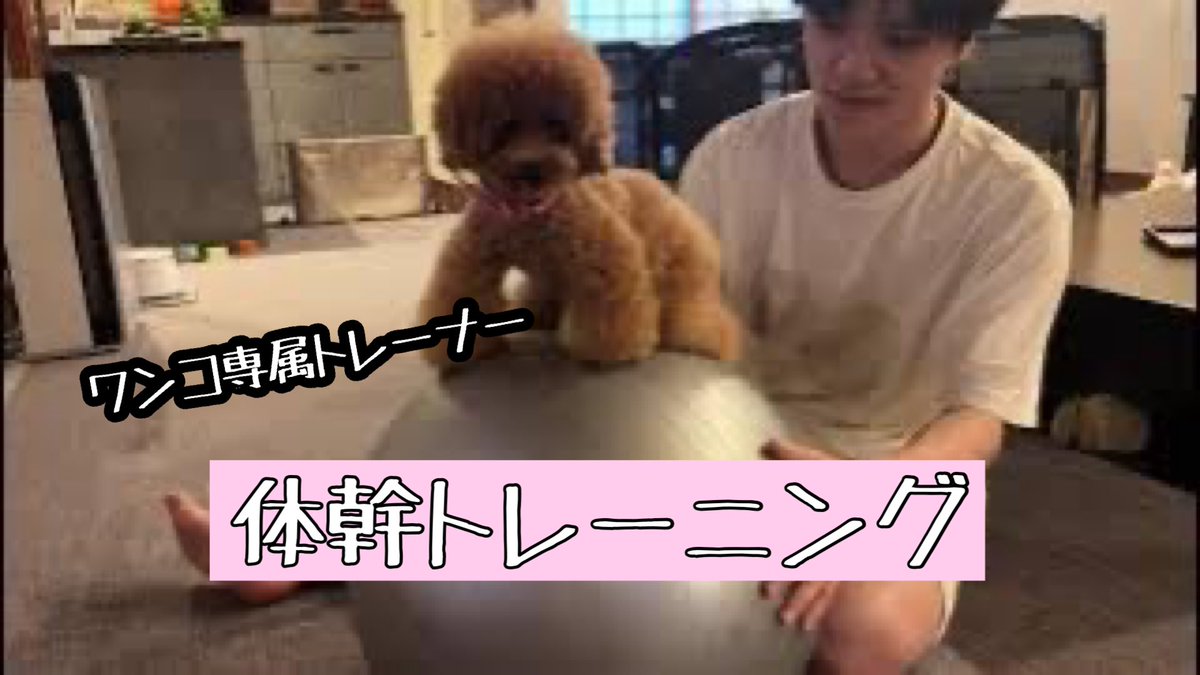 jumokuno0108's tweet photo. 【ワンコのトレーナー‼️】#uno1ワンチャンネル #宇野昌磨 #宇野樹 #いぬとの暮らし #トイプードル生活 #フィギュアスケート
 #ママクック
#mamacook
https://t.co/zIpeoe4I14 https://t.co/yvN7rXJ3Yw