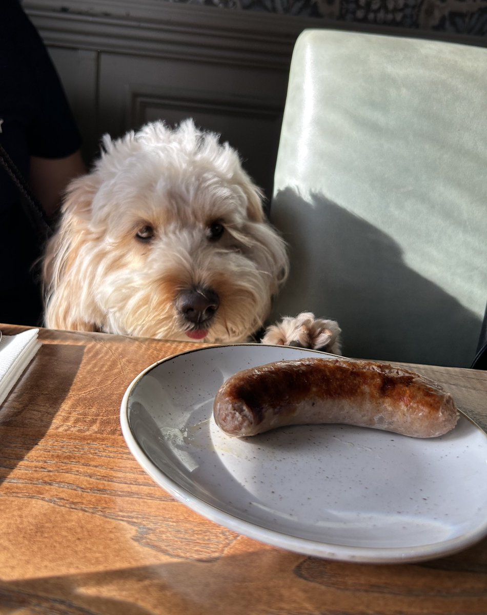 irunlancaster's tweet photo. @ButcombeBrewery thanks for my lovely doggy stay at The Fleet Inn. Breakfast was Pawsome! Waffle x https://t.co/afsdmS5KK5