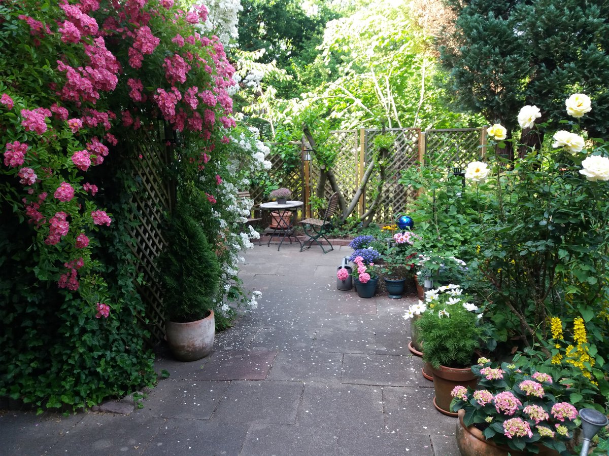 rosenfreunde's tweet photo. "Zur Rosenzeit, verwandelt sich meine Terrasse in ein Blütenmeer!" So  unser Mitglied Elisabeth.  "Links 'Maria Lisa' und im Beet rechts 'Avec Amour'. Weitere Rosen klettern um die Wette: 'Vlatava', 'Ännchen von Tharau', 'Kiftsgate', 'Guirlande d'Amour' und 'Apple Blossom' https://t.co/m2TtUsLj9f