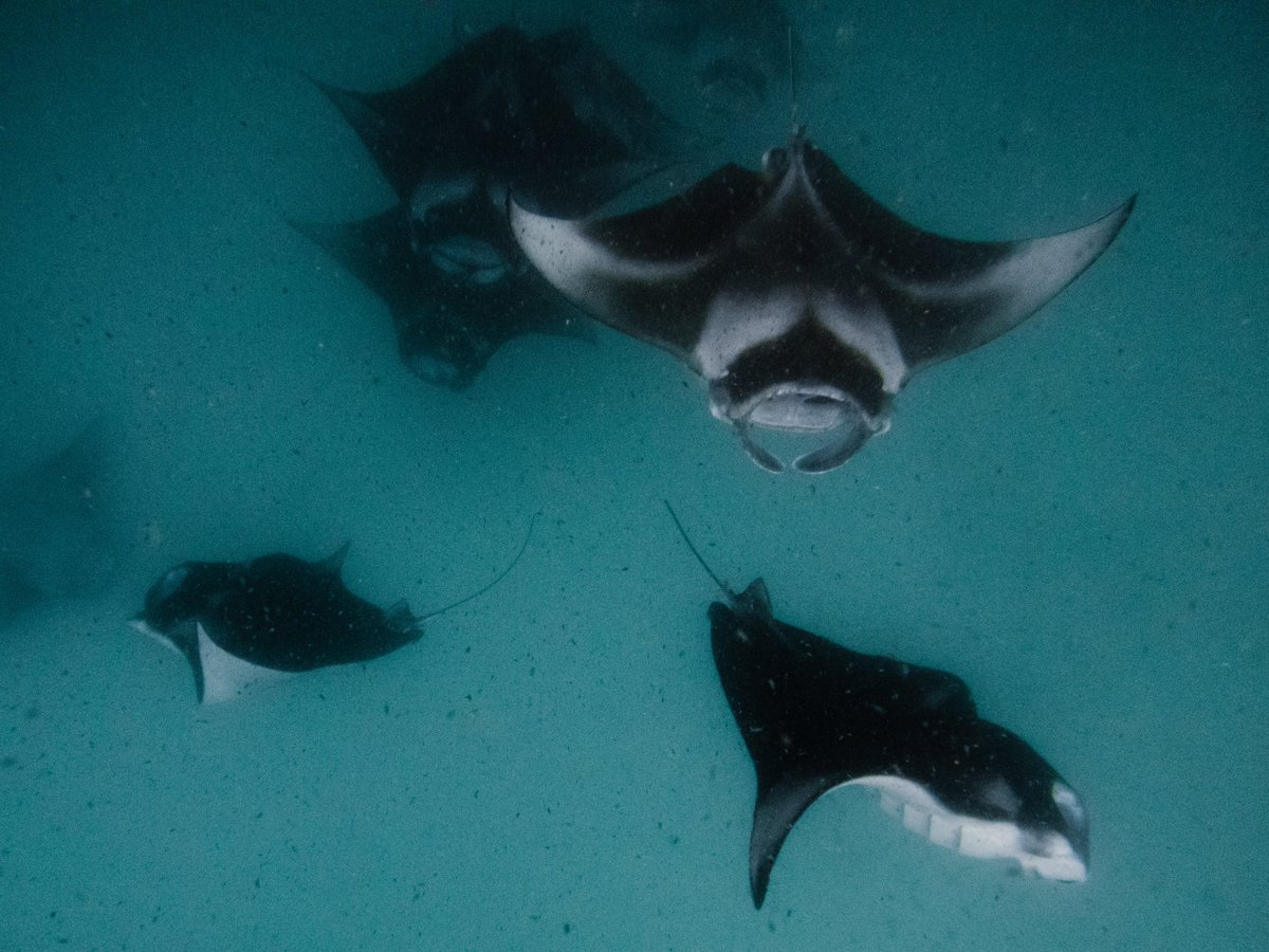 zarathif's tweet photo. some shots from Hanifaru Bay w 150+ mantas feeding! https://t.co/lZIN9oKm7a