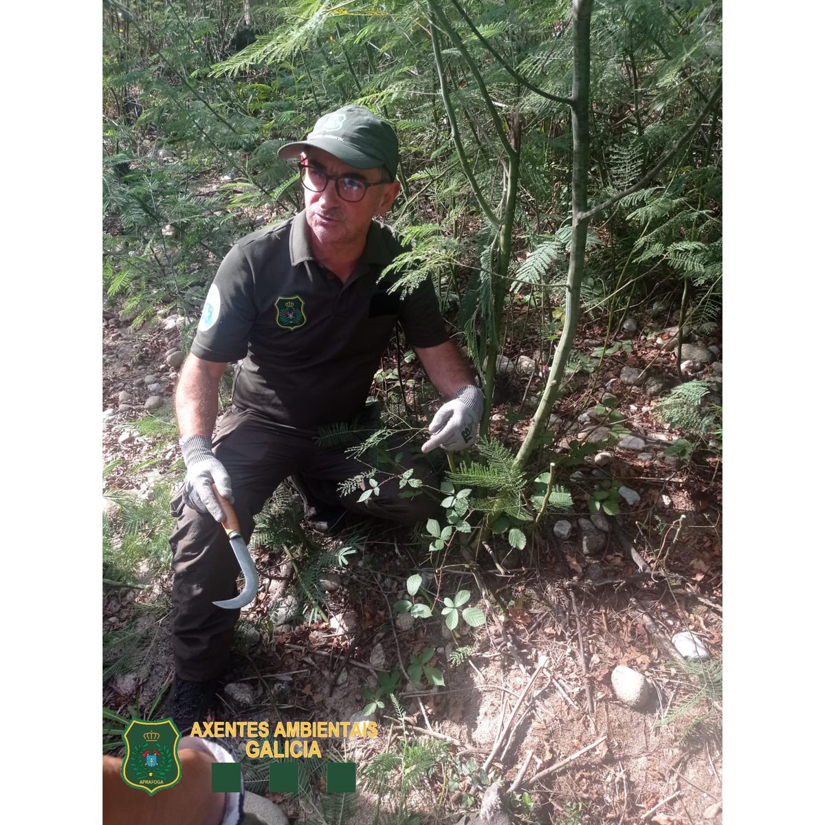 #AxentesAmbientais <a href="/Xunta/">Xunta de Galicia</a> coordinan e supervisan traballos d restauración ambiental no Río Lérez. Un traballo realizado xunto con @Lourizan @Tragsa <a href="/VRN_Galicia/">VRN ( Gardas ) RECURSOS NATURAIS GALICIA</a> e no q hai q agradecer á colaboración d particulares e comunidades d Calvelo, Gargallóns, Tenorio e Sto Andrés d Xeve