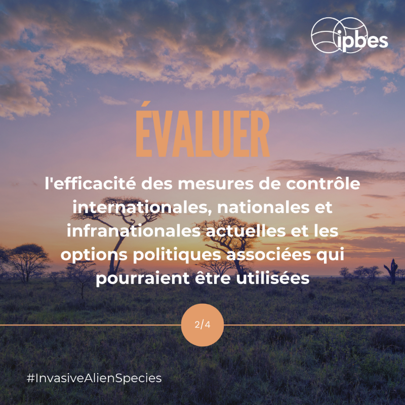 ipbesfr's tweet photo. Les #EspècesExotiquesEnvahissantes sont l'un des 5 principaux moteurs directs de la perte de #biodiversité.🌏

Le lancement du rapport de l'@IPBES sur ces espèces le 4 Sept., après #IPBES10, offrira des infos essentielles.🔍

Curieux de connaître ses objectifs? Faites défiler!