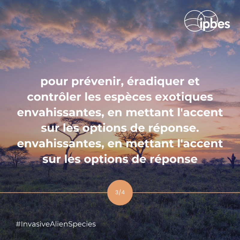 ipbesfr's tweet photo. Les #EspècesExotiquesEnvahissantes sont l'un des 5 principaux moteurs directs de la perte de #biodiversité.🌏

Le lancement du rapport de l'@IPBES sur ces espèces le 4 Sept., après #IPBES10, offrira des infos essentielles.🔍

Curieux de connaître ses objectifs? Faites défiler!