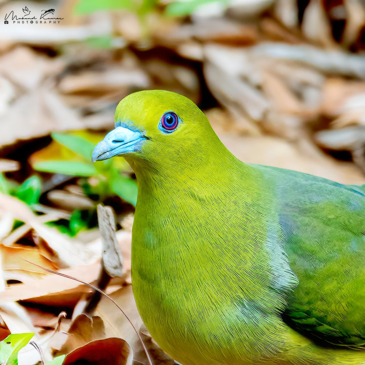 Have a great Friday @everyone
Wedge-tailed Green-Pigeon - Uttarakhand.
 #IndiAves #photography #wildlifephotography #TwitterNatureCommunity #birds