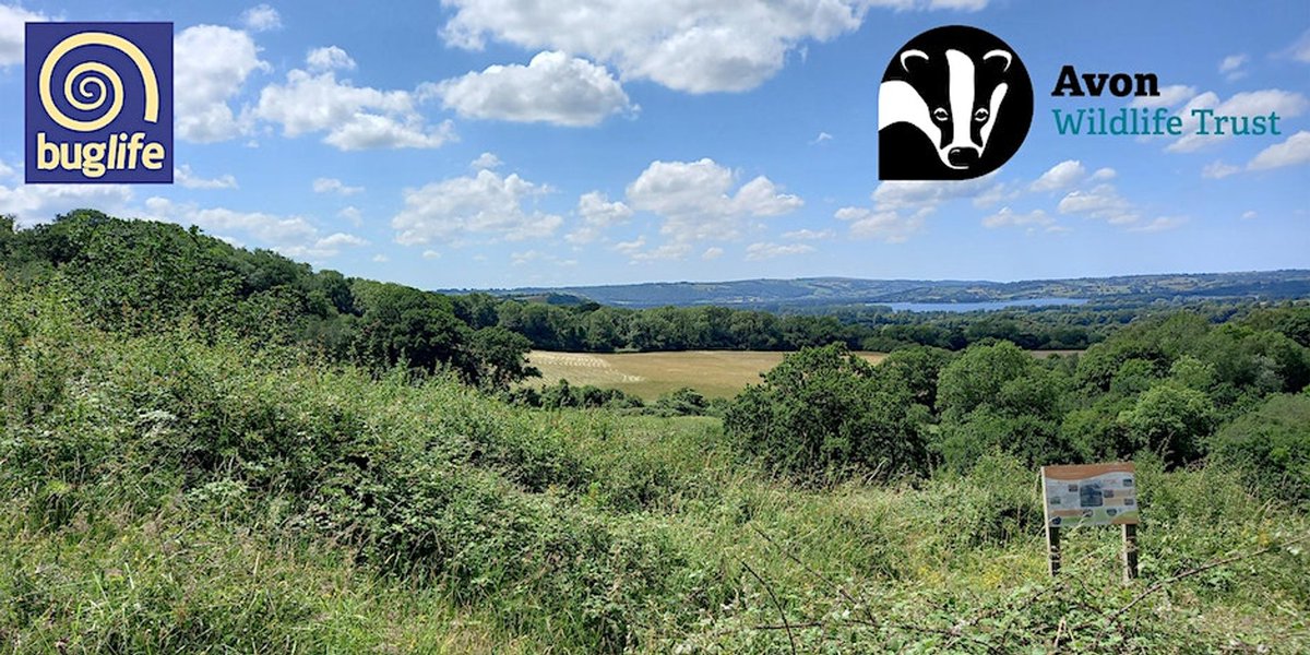 Buzz_dont_tweet's tweet photo. 🚨𝐄𝐕𝐄𝐍𝐓 𝐑𝐄𝐌𝐈𝐍𝐃𝐄𝐑🚨

Join Buglife Engagement Officer, Kaitlyn, &amp; @avonwt 𝐓𝐎𝐌𝐎𝐑𝐑𝐎𝐖 for a "B-Lines Myth, Mystery, &amp; Folklore Walk"

🗓️ Saturday 26 August
🕚11:00-13:00
📌 Folly Farm Centre, #BishopSutton

ℹ️ Book your place 👇
https://t.co/dDGcYX8tGj

#BLines https://t.co/8Cfy6CWSUK