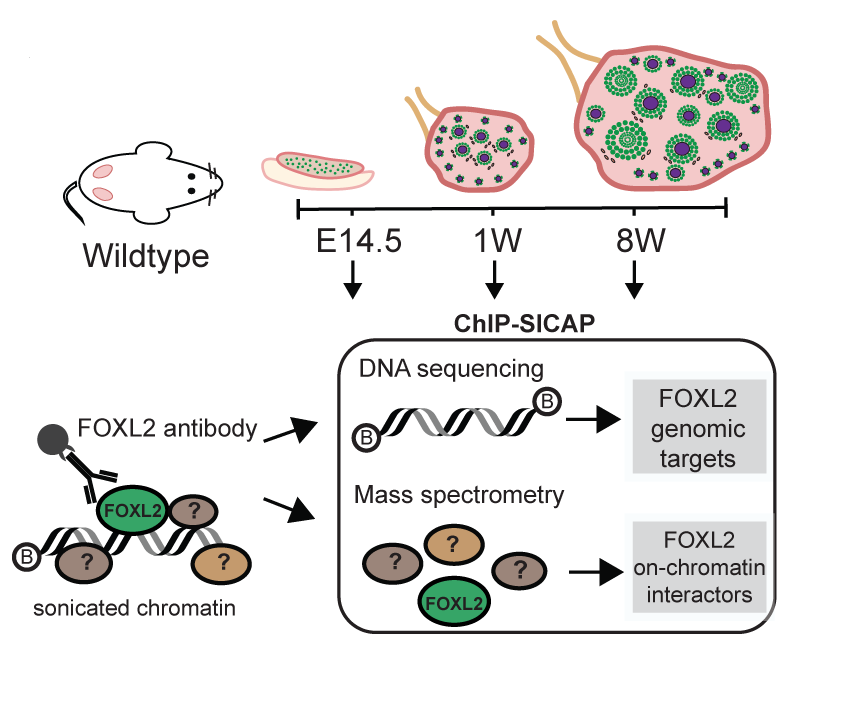 📢News from us: preprint update 🚨

We have investigated the role of the transcription factor essential for female #fertility FOXL2 across #ovary development and we found that...

biorxiv.org/content/10.110…