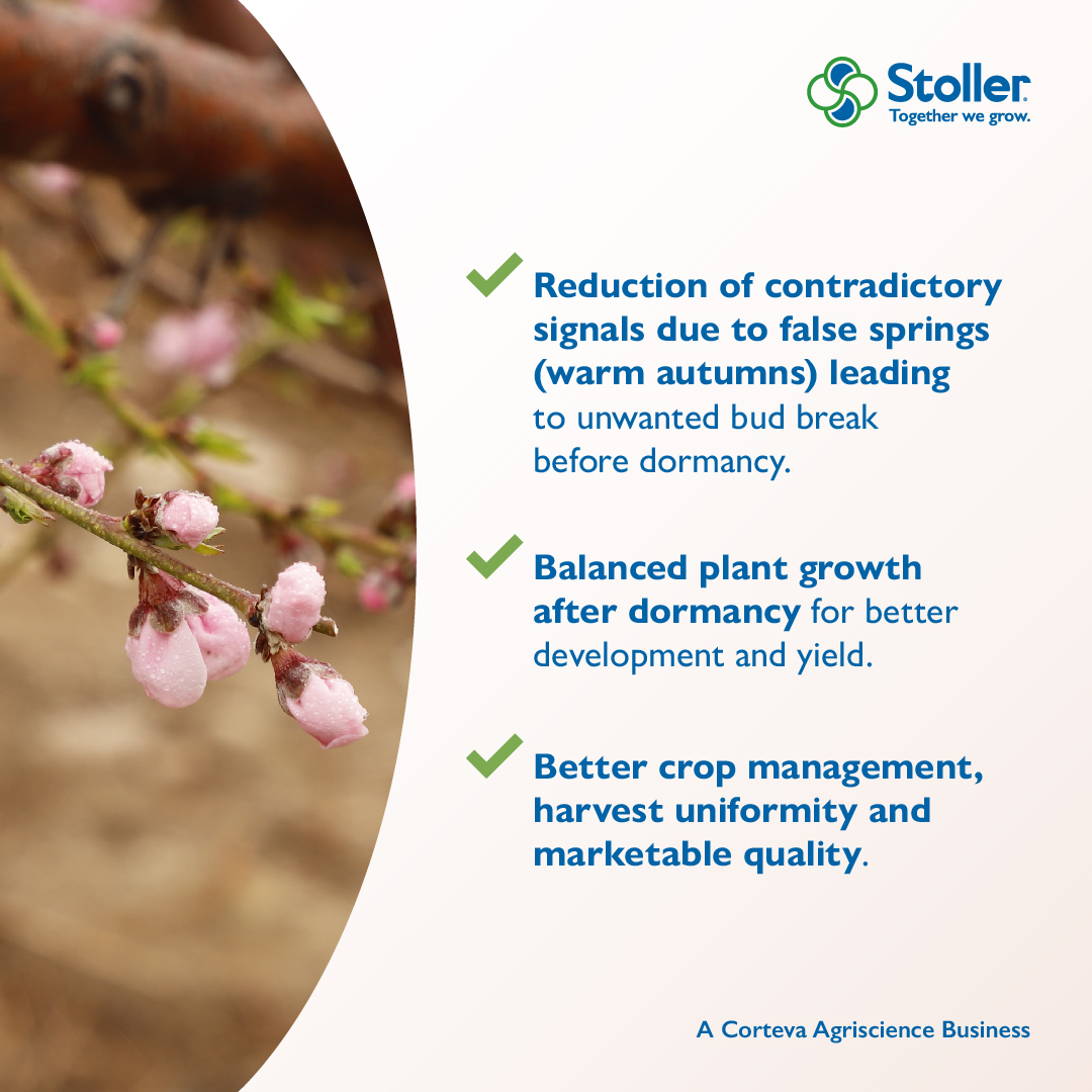 StollerEurope's tweet image. To achieve a good utilization of the inputs used throughout the season before the plants go into #dormancy, we at Stoller have developed #NBalancer. 🌿➡🌸

stollereurope.com/en/producto/n-…