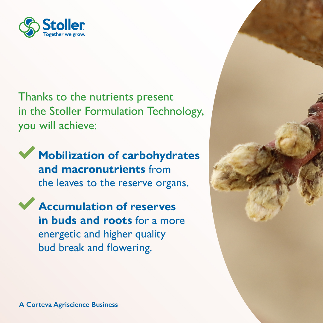 StollerEurope's tweet image. To achieve a good utilization of the inputs used throughout the season before the plants go into #dormancy, we at Stoller have developed #NBalancer. 🌿➡🌸

stollereurope.com/en/producto/n-…