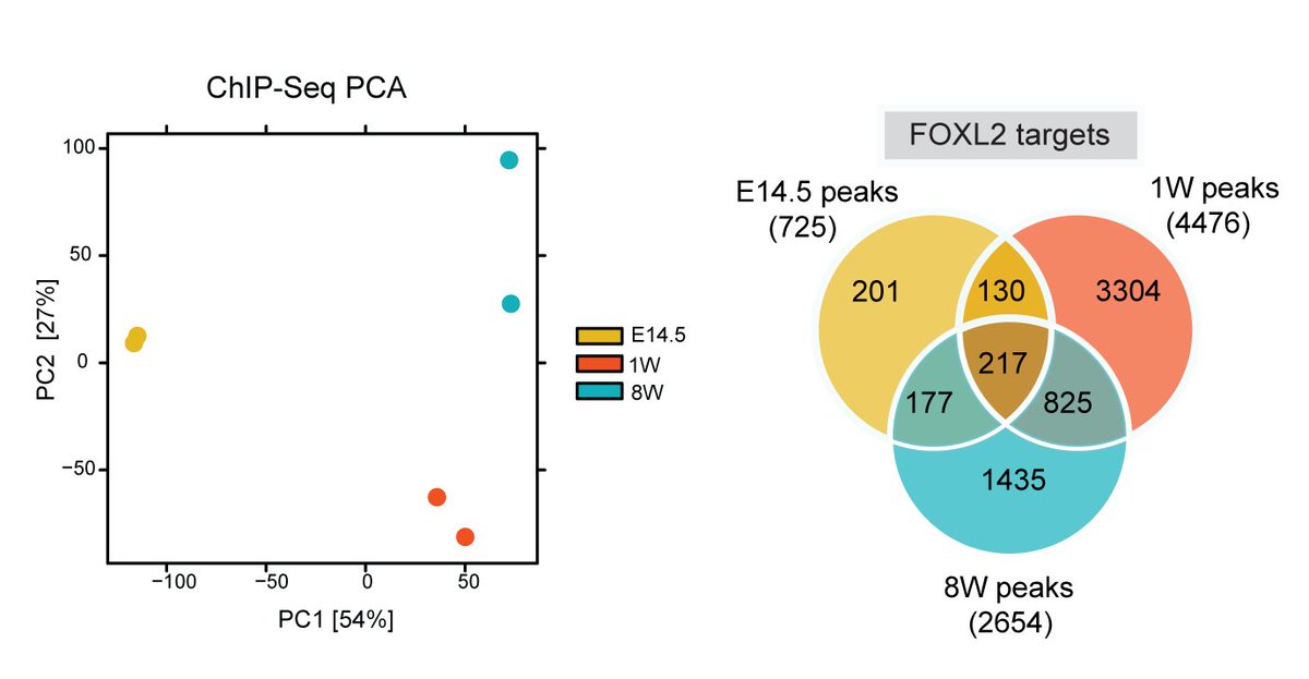 1/5 FOXL2 regulates different gene sets across development, many more at postnatal stages than embryonic. This explains previous studies done in #FOXL2 mutants mice showing that mouse ovaries can develop normally until 1 week . 
🕒 it's about time of action...and what else?