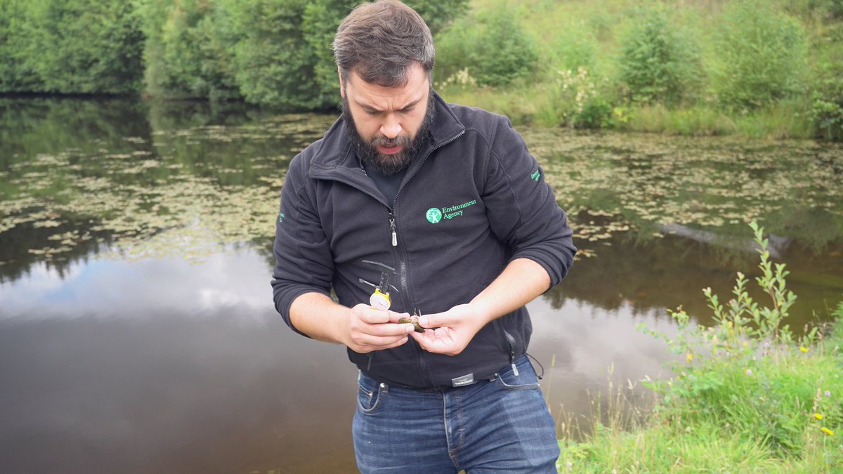Endangered native crayfish rescued from Pudsey Beck - including hundreds of babies born after the rescue - have been released into a safe haven 'ark' site. 

The native species is under threat from the invasive signal crayfish. Read more 👇

gov.uk/government/new…