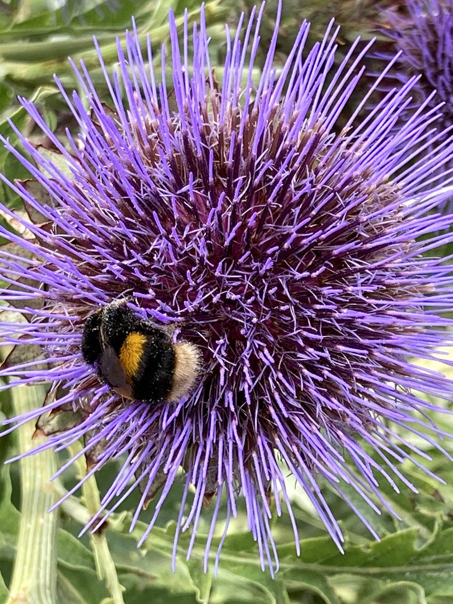 Took a moment to look at this yesterday at <a href="/Lamport_Hall/">Lamport Hall</a> #buzzyday#nature