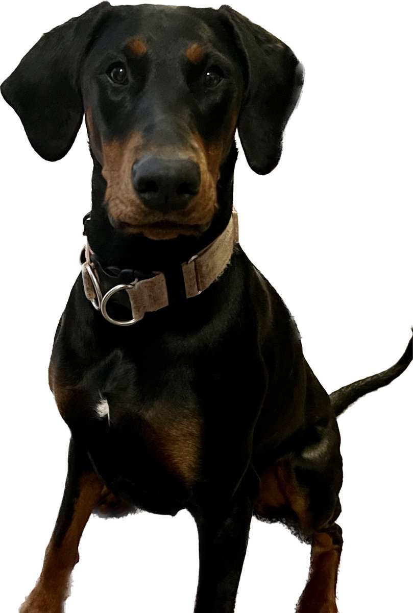 Adam_Stokesy's tweet image. Go #doby