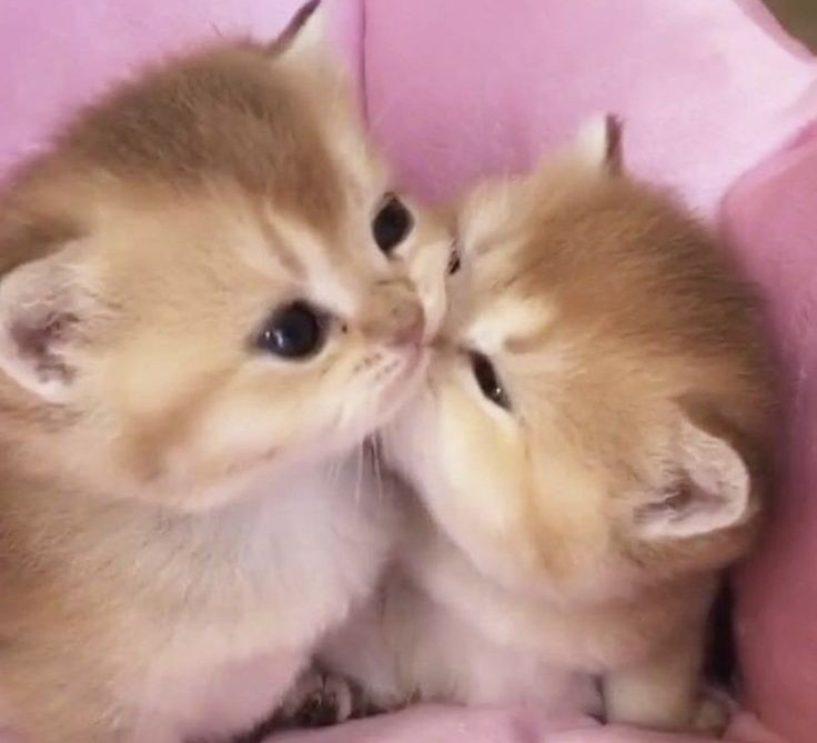 janca as cats😭🤏

<a href="/jasminehenryy/">G22 JAZ</a> @g22biancavforro
#G22_JAZ #G22_BIANCA