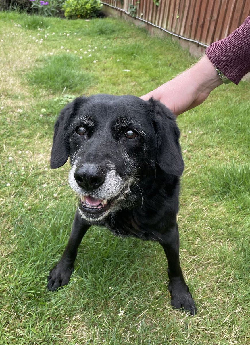 AdoptionsUk's tweet photo. Urgent, special appeal to help Pippa find an end of life foster home #EPSOM #SURREY #UK  
Lovely Labrador cross aged 14!!  Sadly her mum and dad love her very much but they are going into a care home. She needs to be the only pet.
DETAILS or APPLY👇 https://t.co/7KsfydhRT7… #dogs  
Please give an extra share🌟🌟🌟
