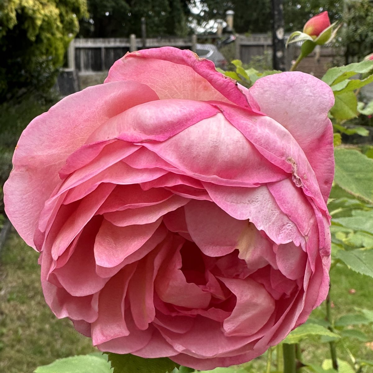 Here we are, the last #BankHolidayWeekend before Christmas. Hey ho, summer seems to have flown by. ‘Tempus fugit’ and all that! Enjoy the weekend everyone, take care. ‘Boscobel’ English #rose #GardeningTwitter @loujnicholls @kgimson