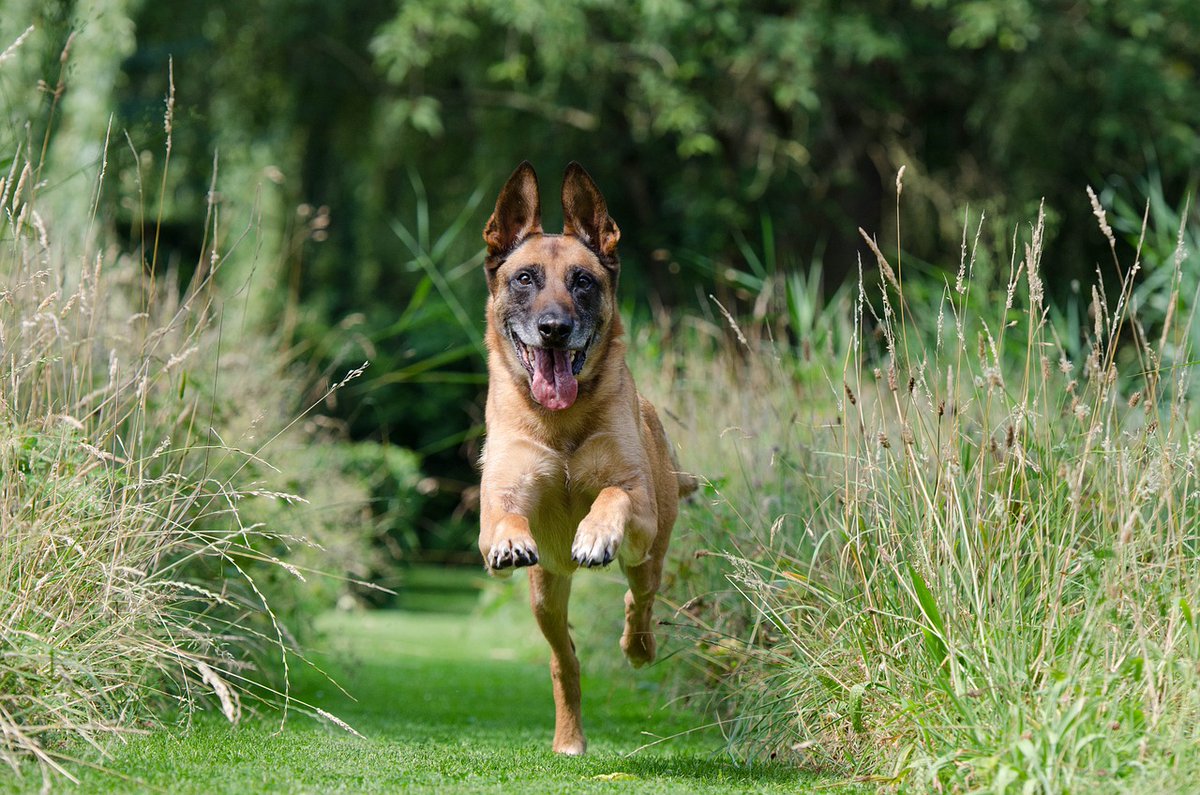 🐶 Playtime = Happy Pup! 🐕 #PlayfulPup #TailWaggingFun #dog #puppylove #puppiesoftwitter