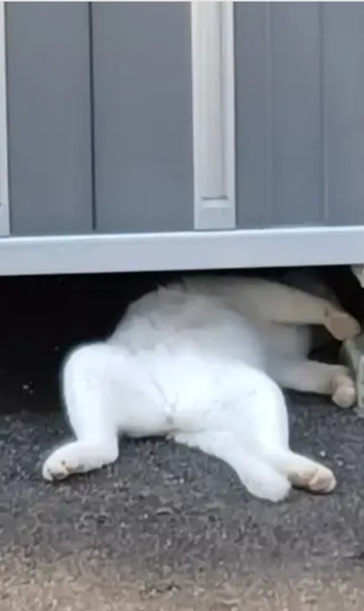 axbs8WxJ46CIHeB's tweet photo. 暑いもんね…
お家に入ってね
#ねこ #しろねこ https://t.co/f5Rr9TPNbK