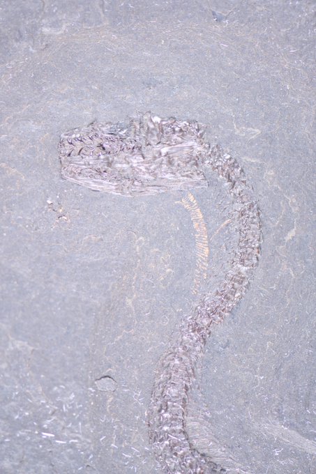 Python Snake Senkenberg 📢An exceptionally preserved #snake #fossil has just been unearthed at ...