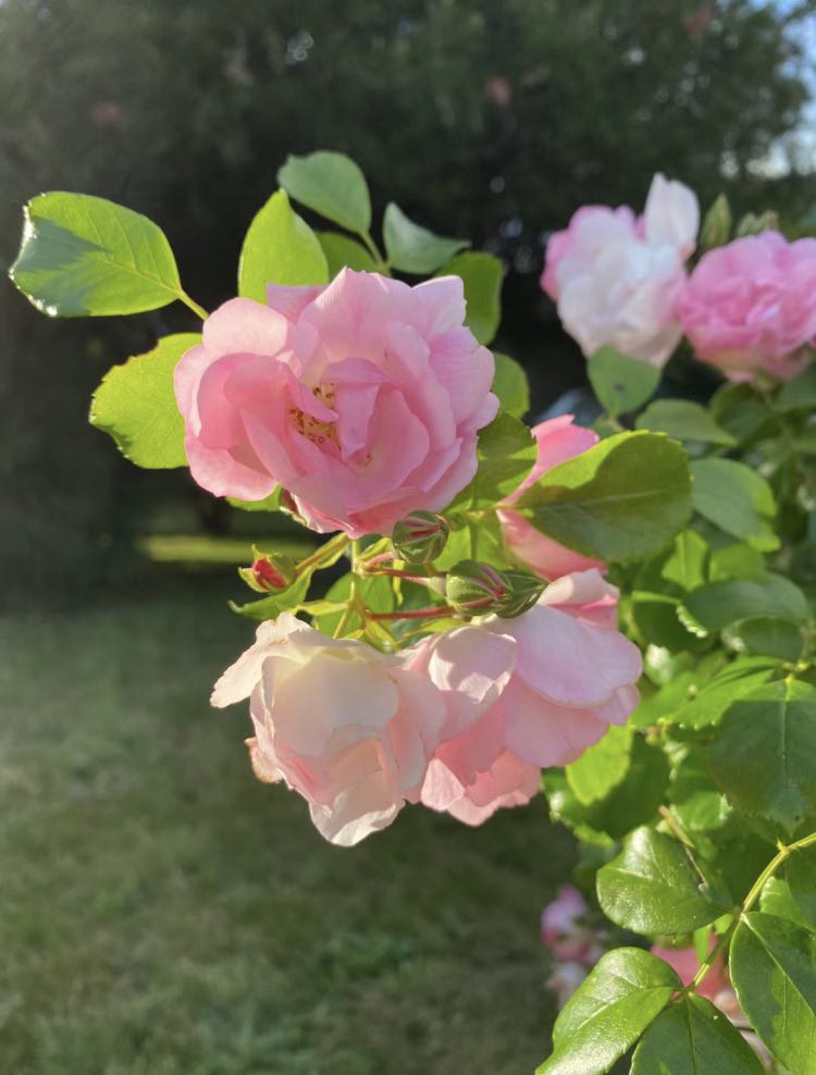 I like flowers but I prefer trees that bear fruit