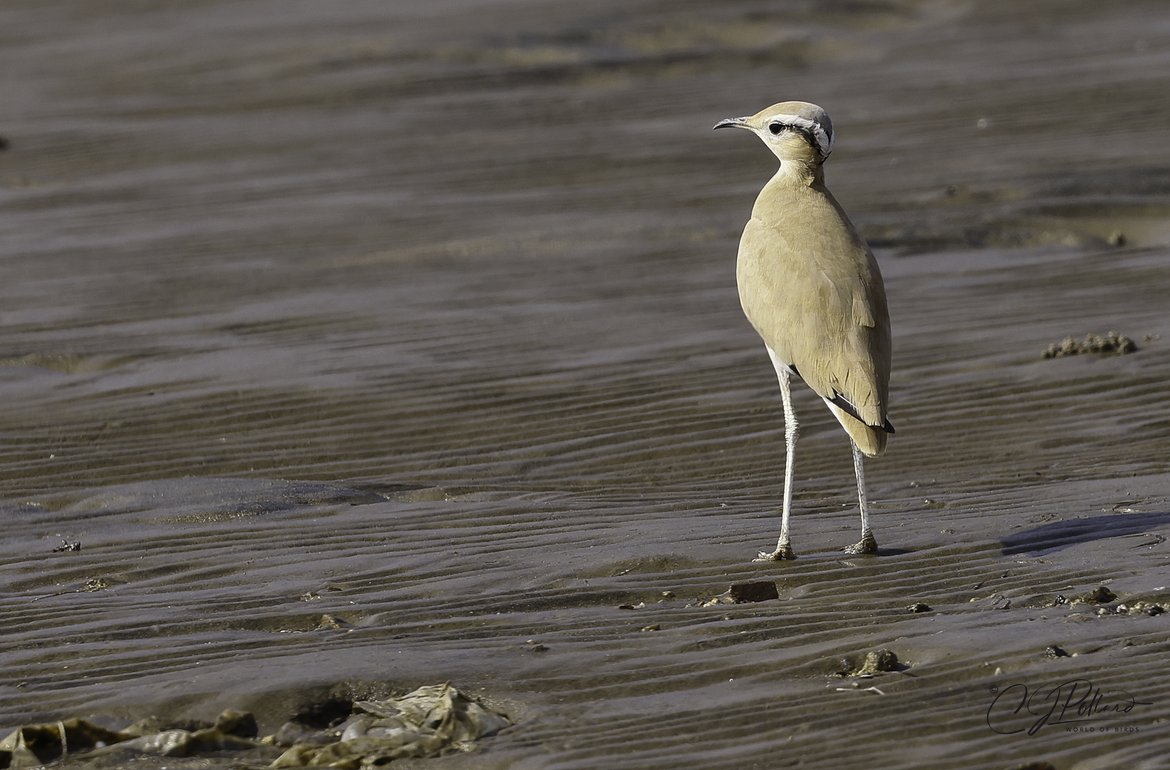 #creamcolouredcourser #saudibirding #chrispollardworldofbirds #BBCWildlifePOTD #ThePhotoHour #birdwatching #canonbirdphotography