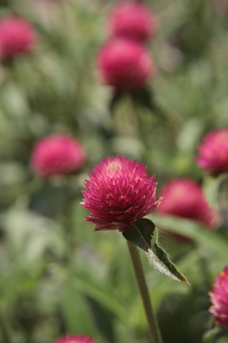 Globe amaranth 😁