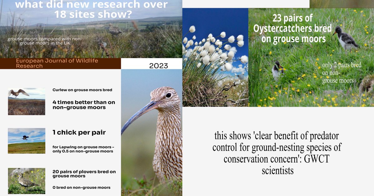 When all the world seems against you (<a href="/scotgov/">Scottish Government</a> snares decision, unworkable <a href="/nature_scot/">Former NatureScot account</a>  licence in Hunting with Dogs Bill), raise your head and walk on. This (below) is a #conservation  miracle, no less. #gamekeepers