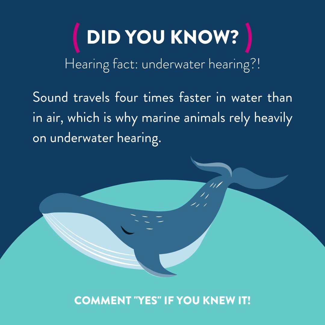 🐋👂 Did you know?
🌊 The speed of sound in fresh water is about 4,872 feet per second.
🐬🐙 Sound travels much more efficiently through water, allowing marine animals to communicate and navigate effectively in their environments.
#UnderwaterHearing #FunFactFriday #HearingHealth