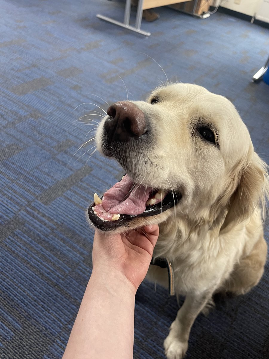 Berger_Tools's tweet photo. When you remember it's Bank Holiday weekend 🌞🎾🏝️ This pup is ready for some hard-earned relaxation... let us know what exciting things you're getting up to this weekend.
#BankHolidayWeekend #HolidayReady #staycation https://t.co/3Kt6tpZIbh
