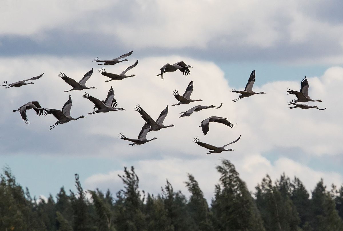 Muuttomatkalle valmistautuvia kurkia voi taas seurata BirdLife Suomen Lintuliven kautta. Kamera välittää kuvaa Vaasan Söderfjärdeniltä. Tällä viikolla paikalla on laskettu jo yli 5 000 kurkea iltalennolla.

birdlife.fi/tiedote-202308…

📷 Petri Vainio