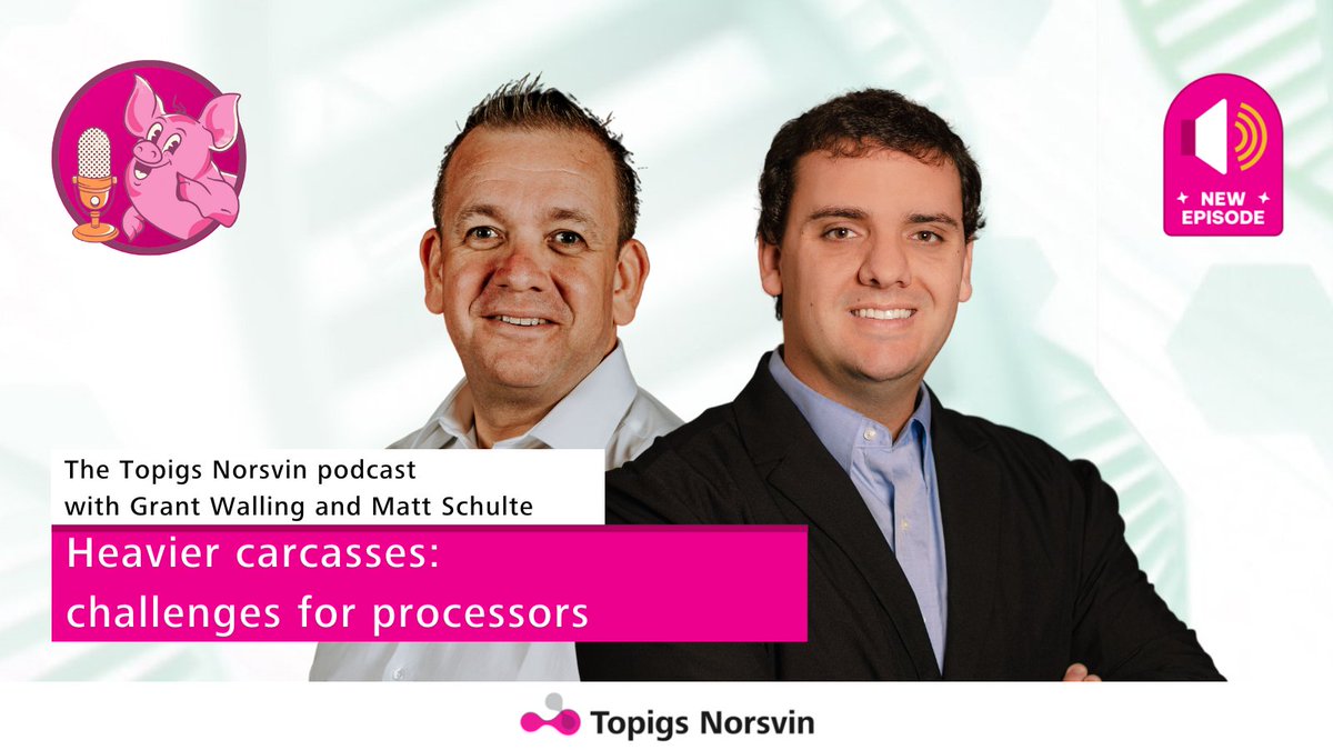 Carcasses become 0.5 kg/1.1 lbs heavier every year. This leads to challenges for processors. In this Topigs Norsvin podcast,  Meat Scientist Matt Schulte &amp; Grant Walling, Head of Meat Group, discuss this challenge &amp; solutions. Listen on your fav app or bit.ly/3YCfbCy