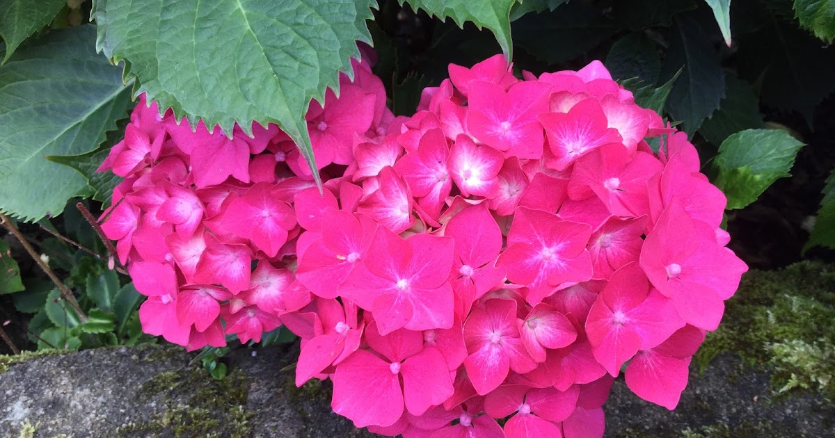 sheilayoshikawa's tweet photo. LIS Pedagogy Chat -Library Instruction with “Nontraditional” Students: Today (25 August 2023) at 14.00 US Eastern time (which is 19.00 UK time) there is the first online LIS Pedagogy Chat of the new academic year. Library Instruction with… #infolit https://t.co/V71RQVZ7Zw https://t.co/HyXnJMDjHe