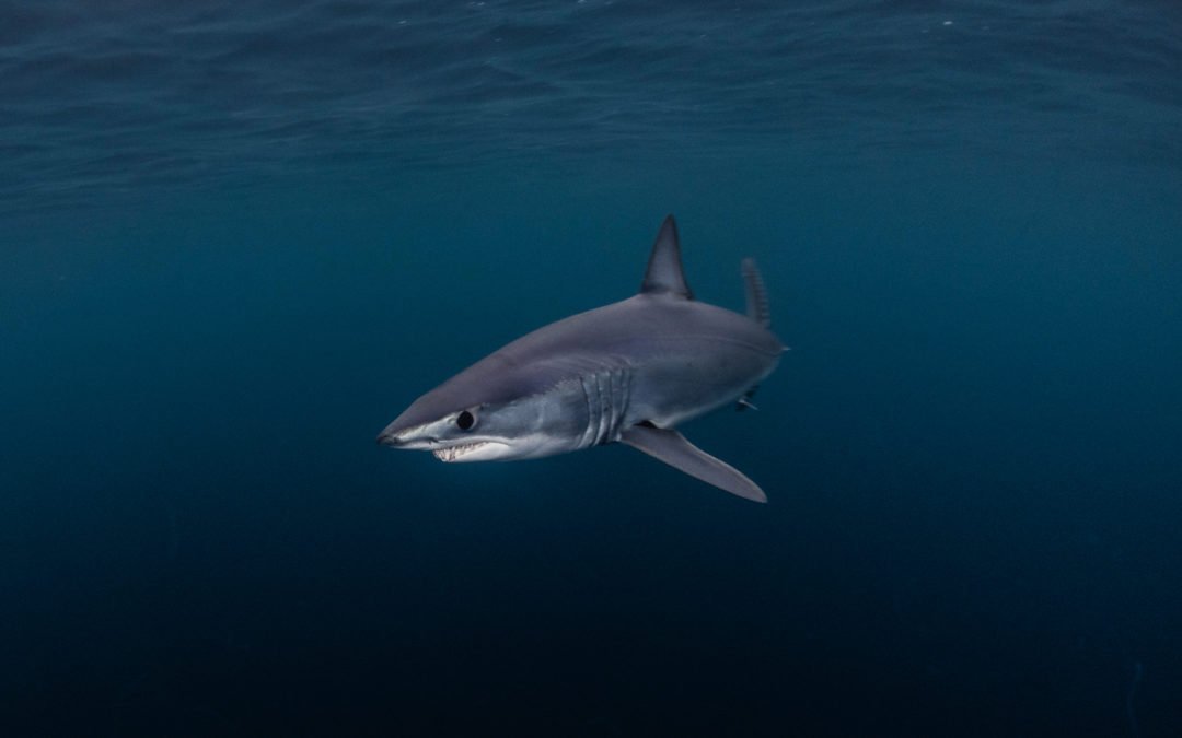 Cat_Sharks's tweet photo. ¡Las aguas españolas del #Mediterráneo son muy importantes para diversas especies de #tiburones y #rayas! 🗺📸🦈
📸: Isaías Cruz (mako pako)
#Ciencia #Biología #ISRAs #Hilo https://t.co/IeoNGlZy4E