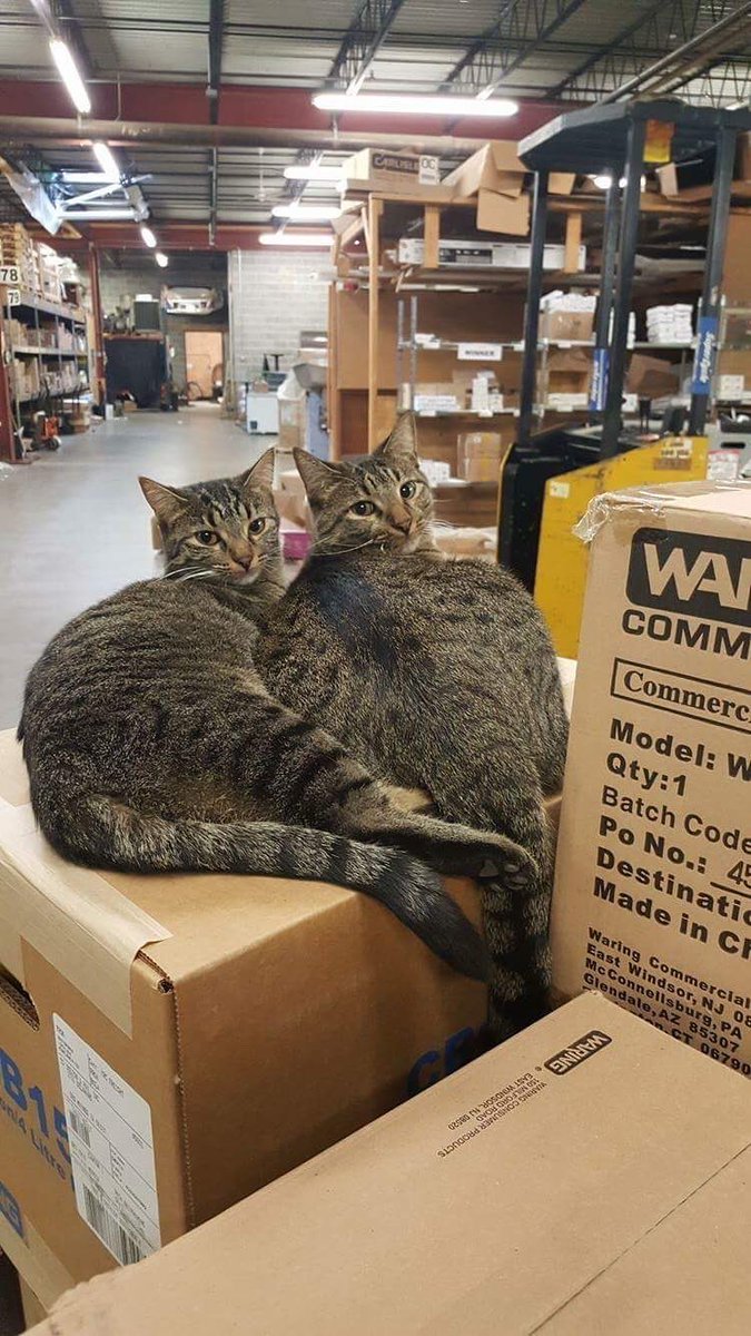 JobsCatswith's tweet photo. Teamwork makes the dream work. https://t.co/A2EZukv06B