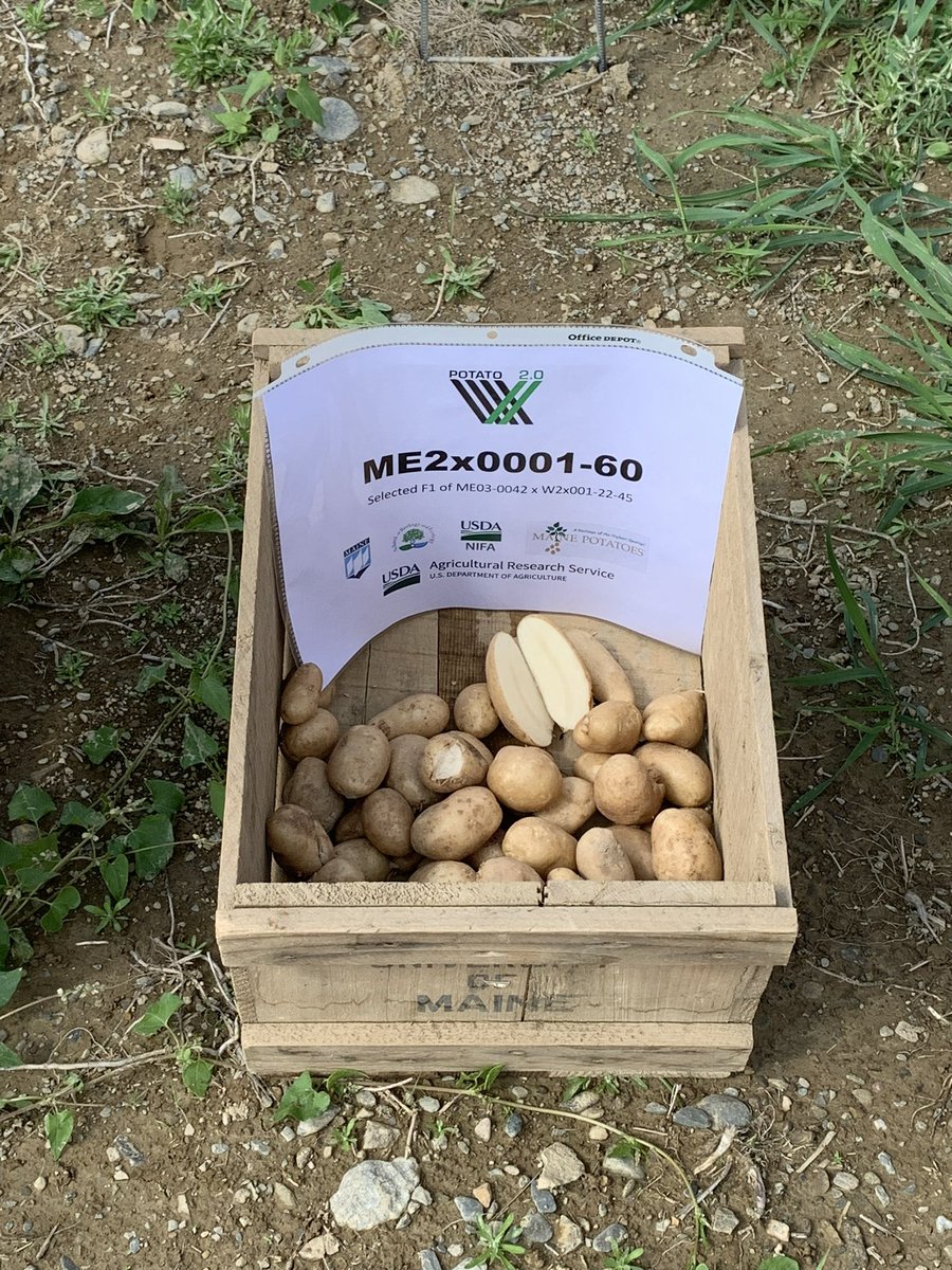 haploidgenomics's tweet photo. Scenes from our 2023 Field day at Aroostook Research Farms in Presque Isle, ME where we showed stakeholders our first diploid crosses 🥔 from Potato 2.0 @SCRI2xPotato and USDA-ARS #potatobreeding #potato https://t.co/O3pGUDDgyA