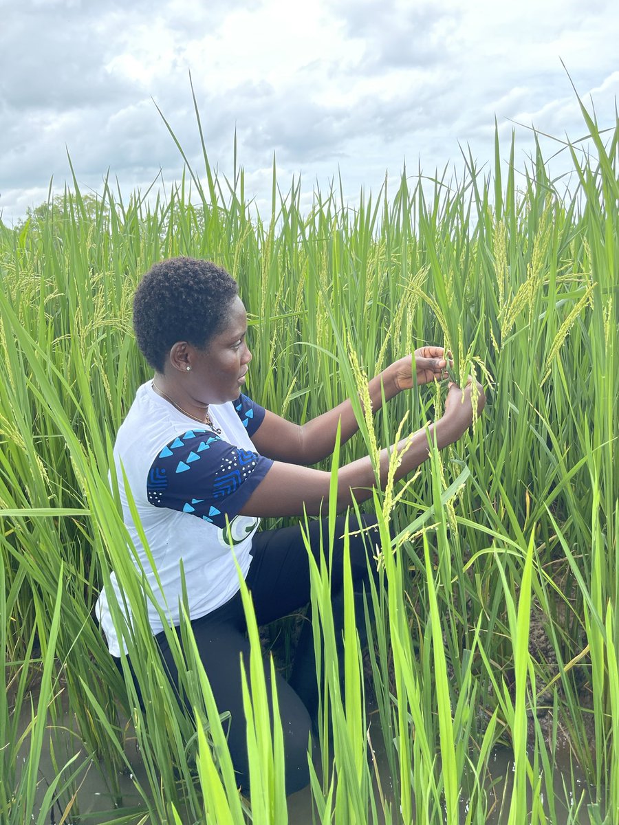 Success in farming has nothing to do with speed but much to do with quality seed, good agronomy practices & best crop variety.

#GhanaRice