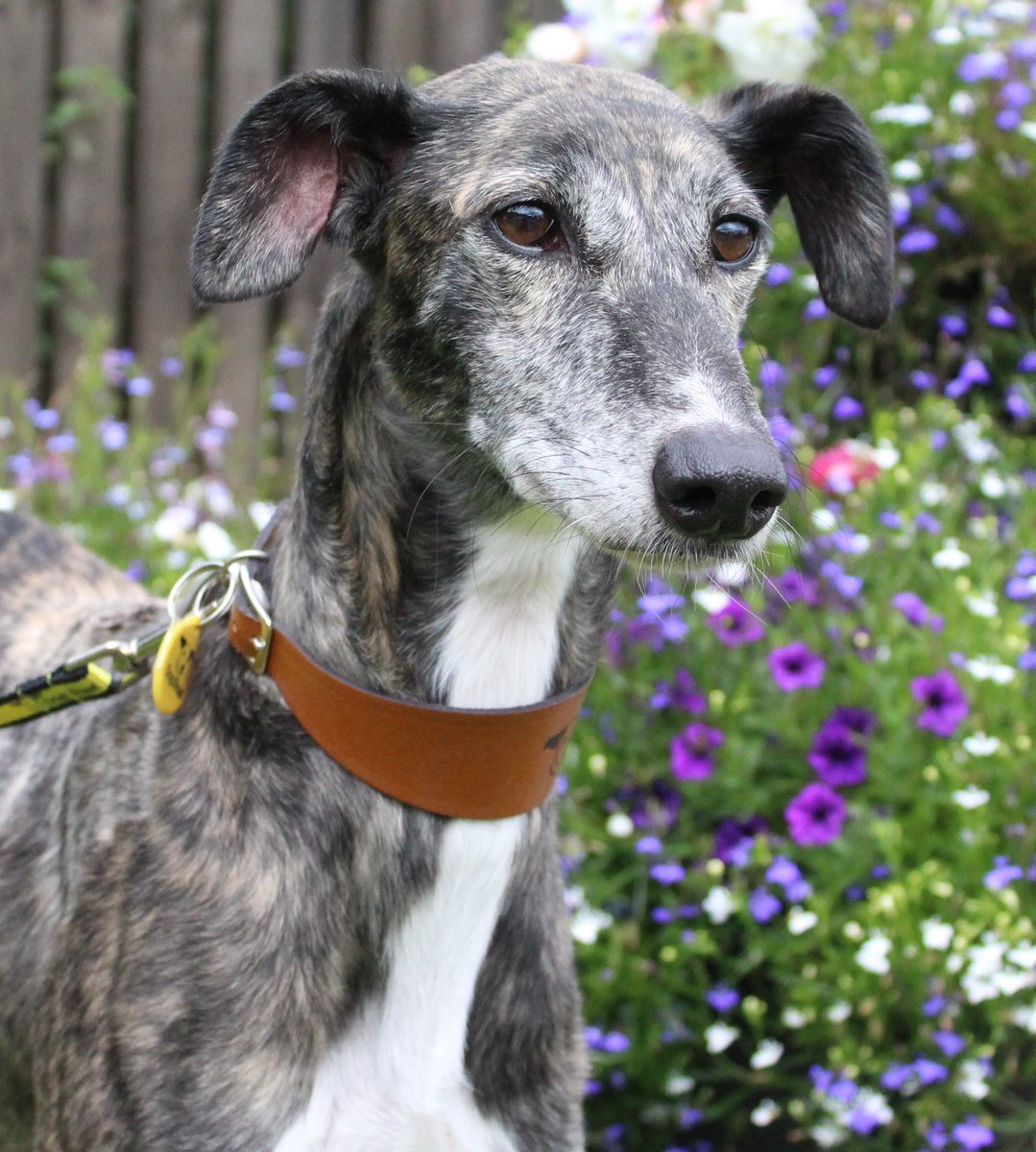 DT_Cumbria's tweet image. Lets see your ❤️ if you agree Poppy is the most beautiful Lurcher in Cumbria! 👉👉 Link in bio #lurcher #lurcherlove #sighthound #adoptdontshop #cumbria #dogsandflower #checkachip #sighthoundfan #longdog #beautifuldog @dogstrust