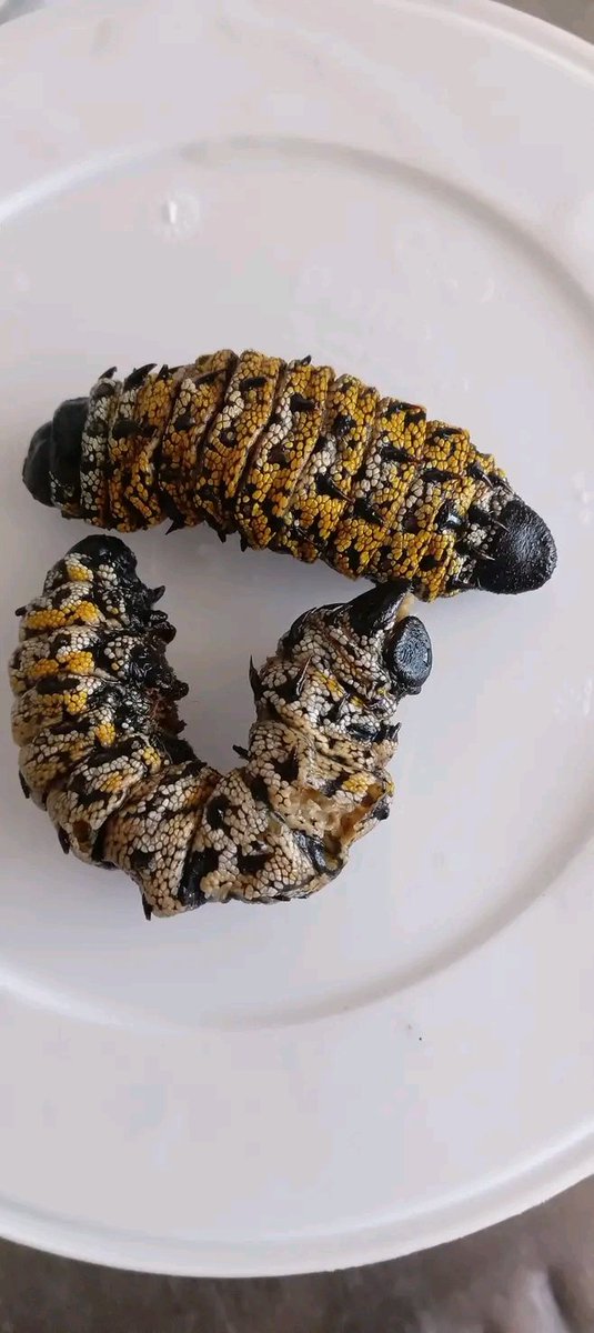Mopane worm is a delicacy commonly eaten in South Africa, Botswana and Zimbabwe.