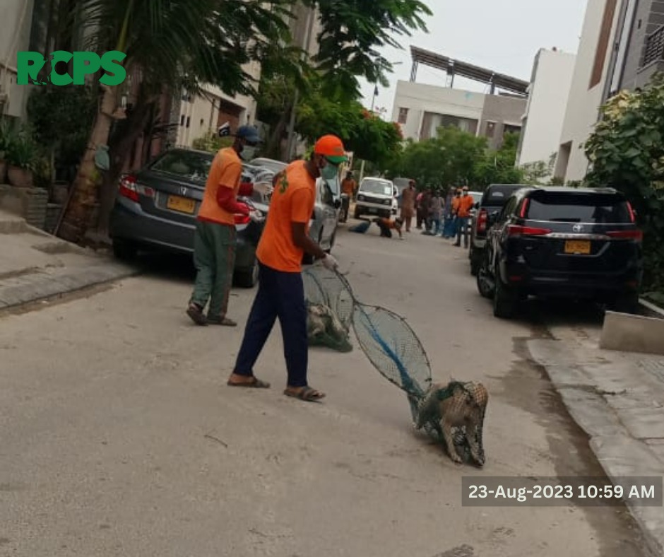 RCPSindh's tweet photo. Day 442 ~ ✅ Catch ✅ Vaccinate ✅ Collar ✅ Mark ✅ Record

"Together against Rabies: Let's Make Our Communities safe and Healthy"

📍 Khayaban-e-Khyber Street 18, 19 and 20 and around DHA phase 8, District South, Karachi.

#rabiescontrolprogramsindh #RCPS #ZeroBy30 https://t.co/2Pkyt0aiIs