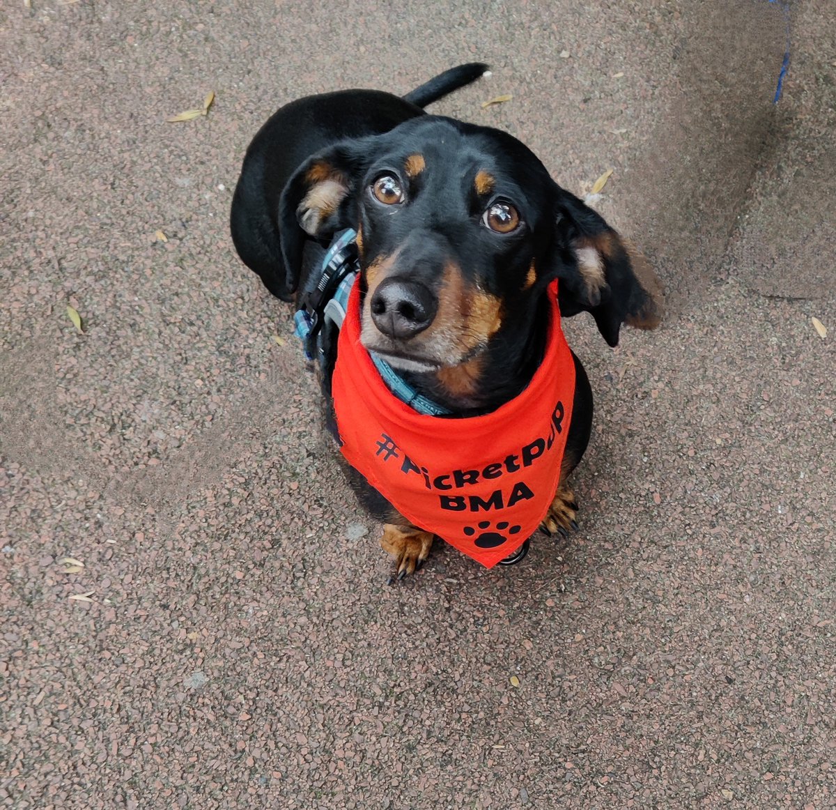 BMA Consultants tweet media