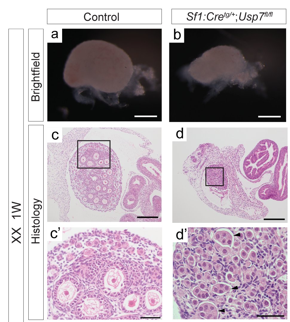 4/5 Our FOXL2-centric analysis allowed us to identify a novel regulator of primordial follicle activation: #USP7-this interacted with FOXL2 &amp; its conditional deletion led to a blockage of #primordialfollicle activation