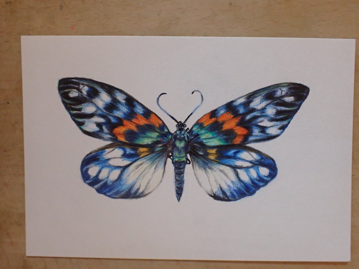 サツマニシキ(色鉛筆）
蝶ではなくて、蛾なんです
#サツマニシキ　#蛾　#昆虫　#色鉛筆　#色鉛筆画　＃イラスト　#イラスト練習中　#coloredpencil #colouredpencil #drawing #moths #natureart