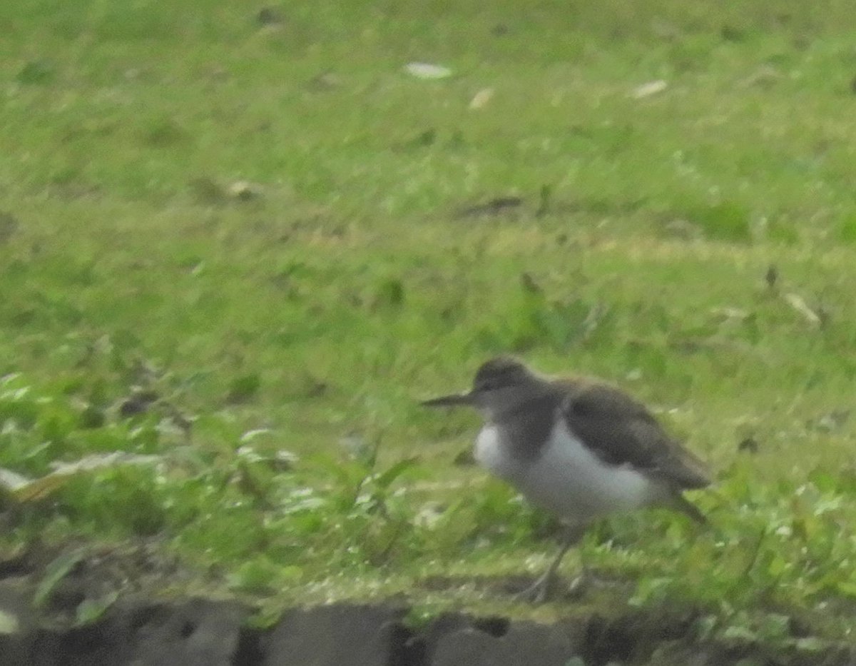 Phil Bull tweet media