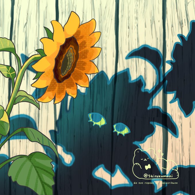 shadow of summer  