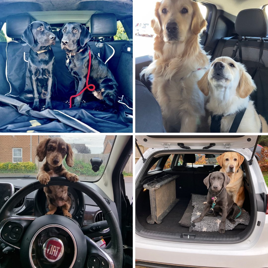 PFPR_Comms's tweet photo. Happy #InternationalDogDay to all of our two- and four-legged followers. We love dogs almost as much as comms and cars. If you're looking for a new opportunity, and have a passion for communications and automotive, get in touch: Hello@PFPR.com.
#PFPR #autoPR #dogsinautomotive https://t.co/vZl9cA6mTM