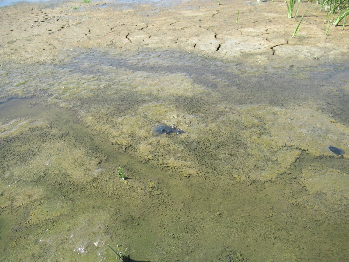 La laguna de Santa Olalla se ha secado. Lo único que queda es un pequeño hilillo de aguas surgentes en una parte de su orilla. 

Apenas se ven pero, si observamos detenidamente, entre el fango vemos pequeñas manchas oscuras que... ¡se mueven! ¿Qué son? 👇