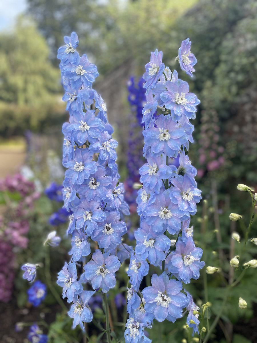 Some morning dew on the 'Loch Leven' Delphiniums. Godinton is so fortunate to have such a stunning collection of well-nurtured delphiniums. Their beauty has endured throughout the season and is consistently remarked upon by visitors.